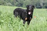 BEAUCERON 457